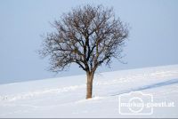 Baum_Winter1