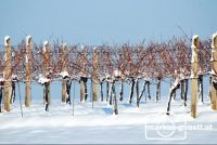 Weingarten_Winter10