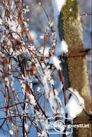 Weingarten_Winter9