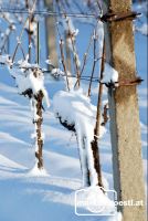 Weingarten_Winter8