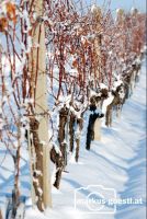Weingarten_Winter7