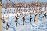 Weingarten_Winter6