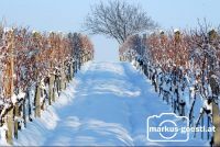 Weingarten_Winter5