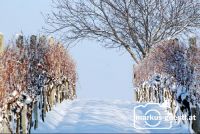 Weingarten_Winter4