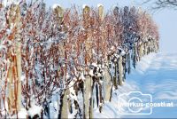 Weingarten_Winter3