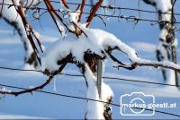 Weinstock_Winter2