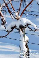 Weinstock_Winter1