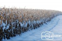 Mais_Schnee2