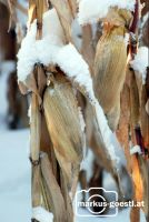 Mais_Schnee1