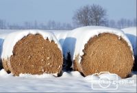 Rundballen_verschneit1