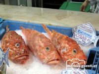 Fischmarkt_Barcelona4