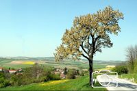 Kirschbaum
