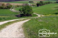 Weg_Weinviertel1