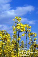 Rapsblüte1