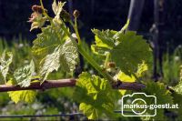 Weinrebe4