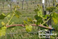 Weinrebe3