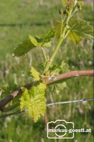 Weinrebe2