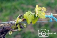 Weinrebe1