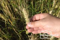 Hand_Getreideähre4