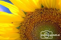 Sonnenblume1