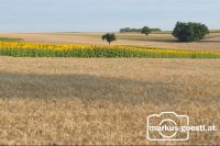Sommerlandschaft