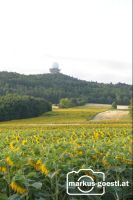 Buschberg_Sonnenblum2