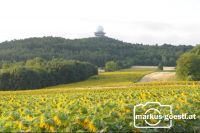 Buschberg_Sonnenblum1