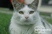 Katze3