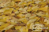 Herbstlaub2