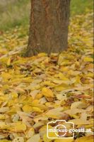 Herbstlaub1