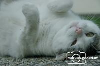 Katze1