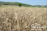 Weizenfeld
