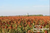 Sorghum_Hirsefeld2