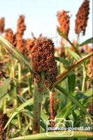 Sorghum_Hirsefeld1