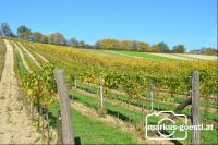 Weingarten_Herbstlaub2
