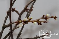 Barbarazweige_aufgeblüht6