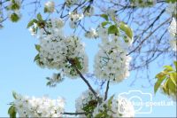 Blüten4