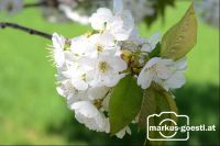 Blüten2