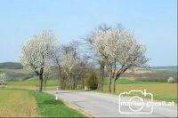 Frühling2
