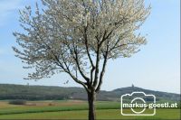 Frühling1