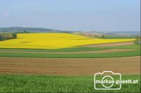Landschaft Rapsblüte5