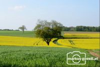Landschaft Rapsblüte3