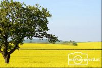 Landschaft Rapsblüte
