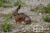 Hase