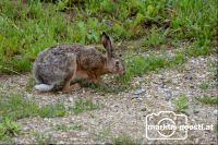 Hase
