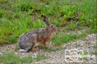 Hase