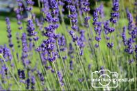 Gartenblumen