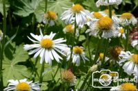 Gartenblumen1
