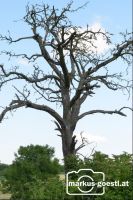 abgestorbener Baum