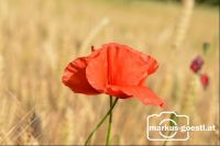 Klatschmohn_Getreidefeld6